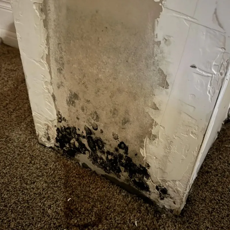 Professional Mold Removal in Garnet, CA